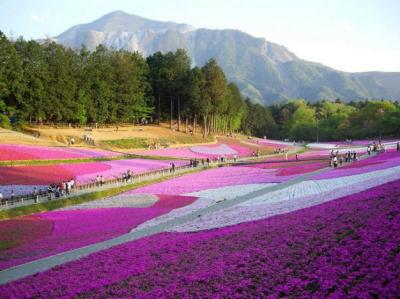 Ngắm hoa shibazakura dưới chân núi Phú Sĩ